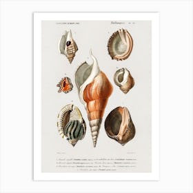 Different Types Of Mollusks, Charles Dessalines D'Orbigny 1 Art Print