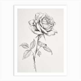English Rose Black And White Line Drawing 40 Art Print