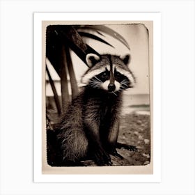 Barbados Raccoon Vintage Photography Art Print