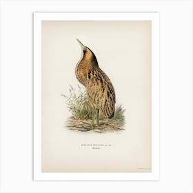 Bittern (Botaurus Stellaris), The Von Wright Brothers Art Print