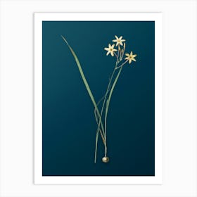 Vintage Ixia Longiflora Botanical Art on Teal Blue n.0220 Art Print