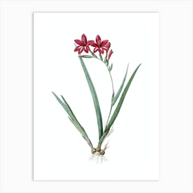 Vintage Gladiolus Cardinalis Botanical Illustration on Pure White n.0762 Art Print