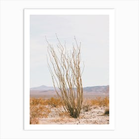 Ocotillo Cactus Desert Art Print