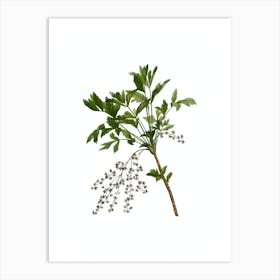 Vintage Shrub Yellowroot Botanical Illustration on Pure White n.0676 Art Print