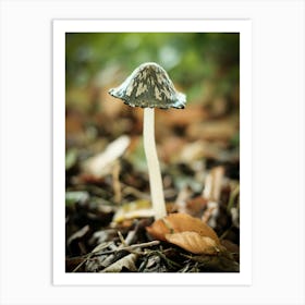Little Brown Mushroom // Nature Photography 1 Art Print