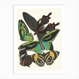 Butterflies And Moths Art Print