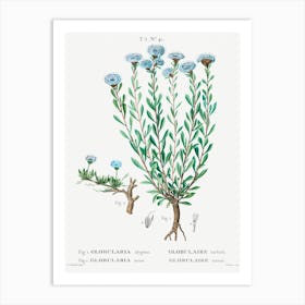 Globe Daisies, Pierre Joseph Redoute Art Print