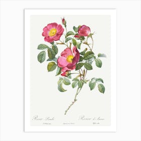 Roses 14 Art Print