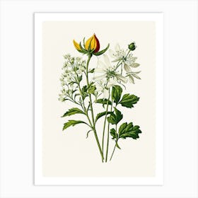 Vintage Botanical Galleria Style Wildflower Painting 16 Art Print