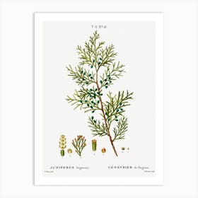 Virginian Juniper, Pierre Joseph Redoute Art Print