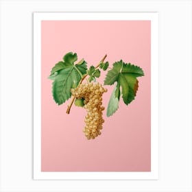 Vintage Trebbiano Grapes Botanical on Soft Pink n.0667 Art Print