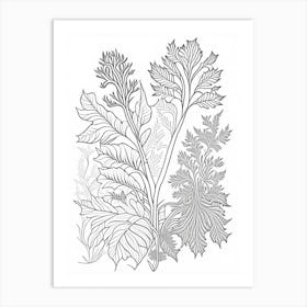 Pleurisy Root Herb William Morris Inspired Line Drawing 1 Art Print