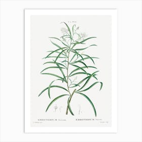 Narrow Leaved Spider Flower, Pierre Joseph Redoute Art Print