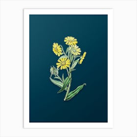Vintage Madia Flower Botanical Art on Teal Blue n.0173 Art Print