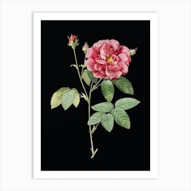 Vintage French Rose Botanical Illustration on Solid Black n.0105 Art Print