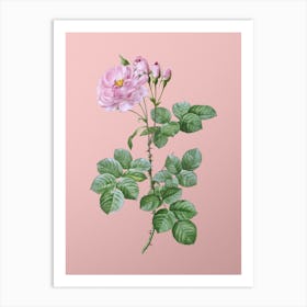 Vintage Damask Rose Botanical on Soft Pink n.0275 Art Print