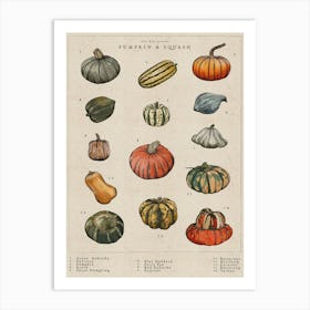 Pumpkin & Squash Illustrated Garden Art Print Art Print
