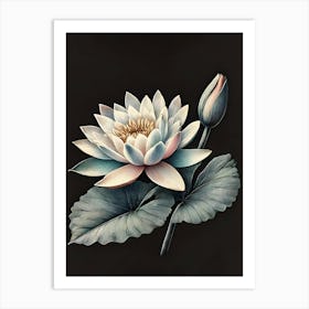 Waterlily Art Print