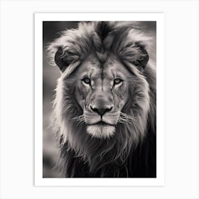 Portrait Of A Lion, Black And White Art Print