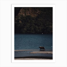 Bear On Lake Shore Art Print