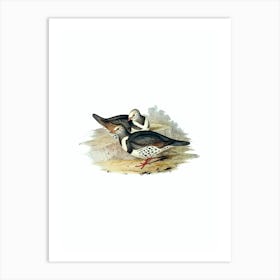 Vintage Wonga Wonga Pigeon Bird Illustration on Pure White n.0308 Art Print