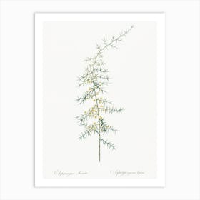 Asparagus Horridus Illustration From Les Liliacées (1805), Pierre Joseph Redoute Art Print