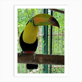 Toucan Art Print