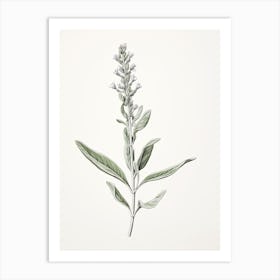 Sage Vintage Botanical Herbs 0 Art Print