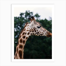 Wild Giraffe Art Print