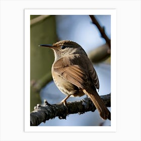 Rufous-Tailed Robin Art Print