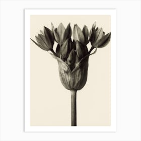 Allium Ostrowskianum, Knoblauchpflanz, Karl Blossfeldt Art Print