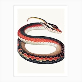 Coral Snake 1 Vintage Art Print