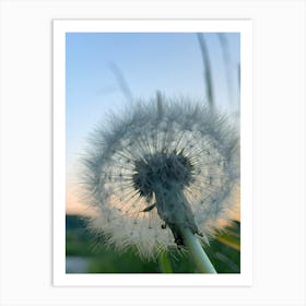 Dandelion Art Print