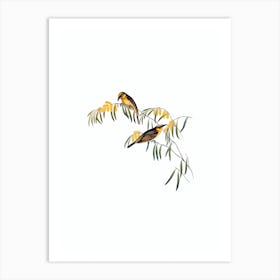 Vintage Plumed Honeyeater Bird Illustration on Pure White n.0100 Art Print