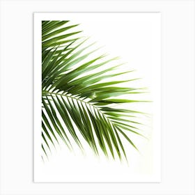 Palm Leaf Isolated On White Background Art Print