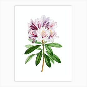 Vintage Common Rhododendron Botanical Illustration on Pure White n.0640 Art Print