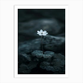 Single Flower In The Dark 57 Art Print