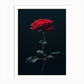 Rose On A Black Background 38 Art Print