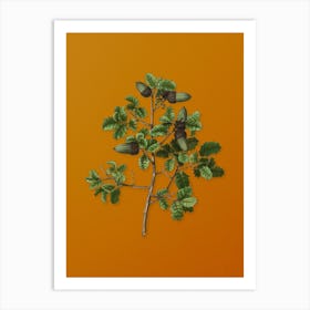 Vintage Kermes Oak Botanical on Sunset Orange n.0727 Art Print