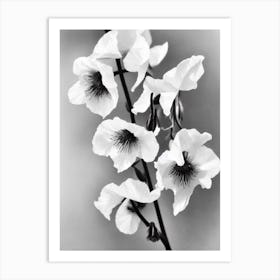 Sweet Pea B&W Pencil 3 Flower Art Print