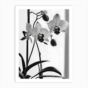 Phragmipedium Orchids Ink 1 Art Print