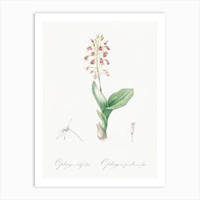 Brown Widelip Orchid Illustration From Les Liliacées (1805), Pierre Joseph Redoute Art Print