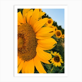 Sunflowers In The Field Art Print