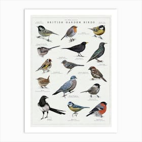 Garden Birds Illustration - Bird Wildlife Art Print Art Print