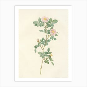 Roses On A Branch Art Print