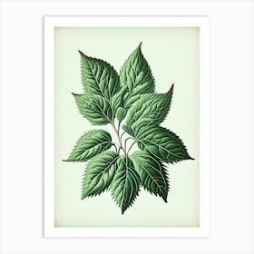 Mint Leaf Vintage Botanical 1 Art Print