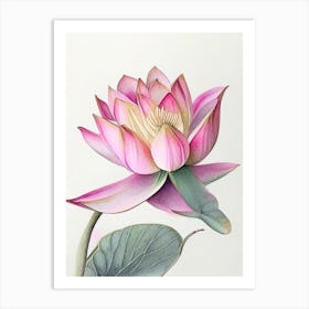 Pink Lotus Watercolour Ink Pencil 1 Art Print