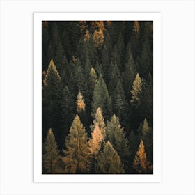 Autumn Pine Forest Art Print