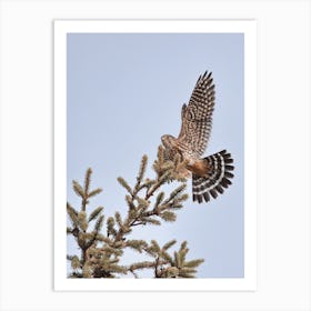 Sharp Shinned Hawk Art Print