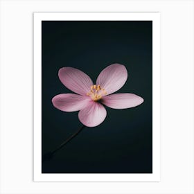 Pink Flower On Black Background 5 Art Print